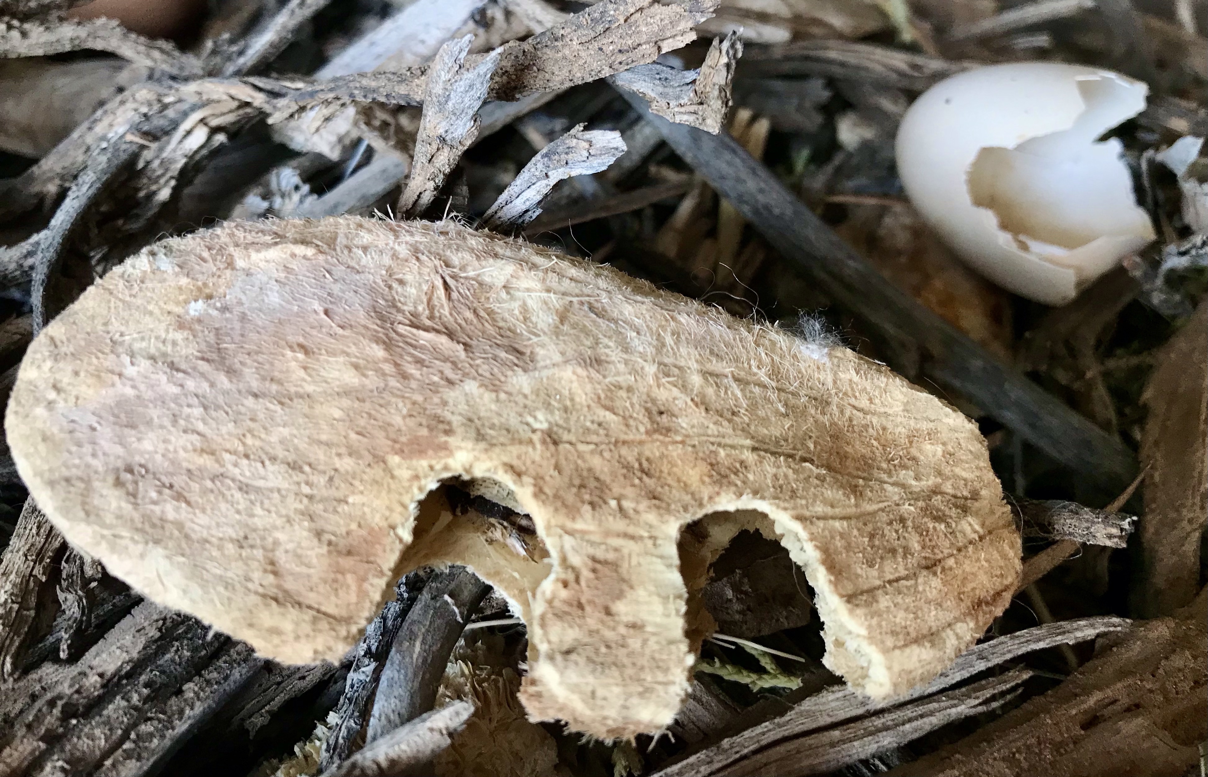 The Pack Rats Den Packrat Den Demolition – Terry Nichols